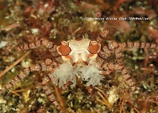 kinchakugani201107.jpg