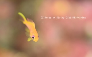 kingyo240411-n.jpg