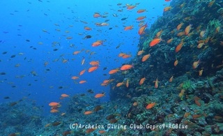 kingyo250106-n.jpg