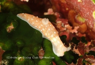 kinuhada240109-y.jpg