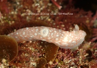 kinuhada240308-y.jpg