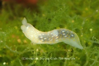 kinuhada240529-s.jpg