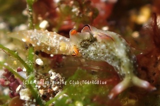 kinuhada241210-y.jpg