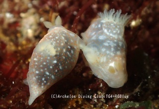 kinuhada241224-s.jpg