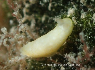 kinuhada250415-k.jpg