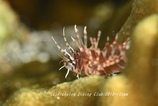 kirin230912-n.jpg