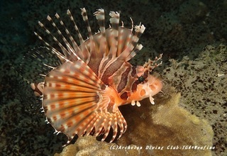 kirinmino230809-k.jpg