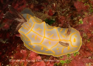 kisuji240220-s.jpg