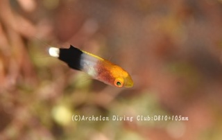 kitsunebera240628-ys.jpg