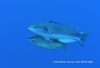 kitusnebera210128-na-06.jpg