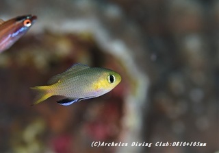 kobito190704.jpg