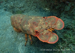kobusemi240507-k.jpg