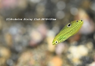 koganekyusen191125.jpg