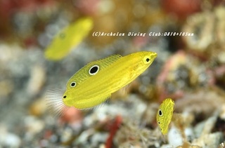 koganekyusen230830-n.jpg