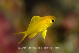 koganesuzume240819-n.jpg