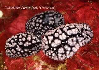 koibo230920-yy.jpg