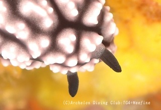 koibo240114-y.jpg
