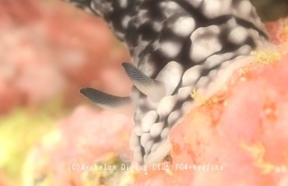 koibo240312-s.jpg