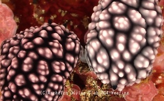 koibo240516-s.jpg