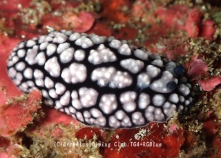 koibo241127-s.jpg
