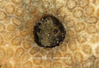 koke201130-01.jpg