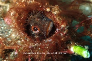 koke241119-y.jpg