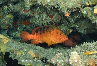 kokuhanhata230903-funa.jpg