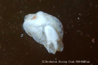 kokutenchouchoumidorigai250329-y.jpg