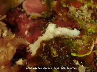 konahuki200212.jpg