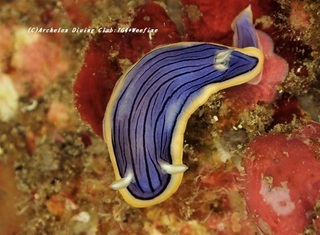 kongasuri210125-ya.jpg
