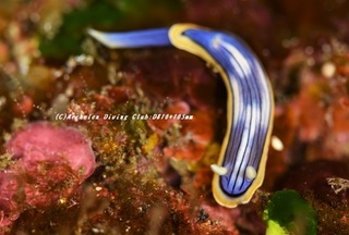 kongasuri210228-na.jpg