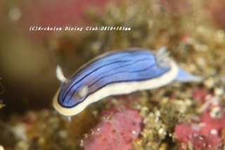 kongasuri230905-zomi.jpg