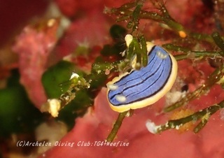 kongasuri230918-n.jpg