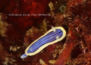 kongasuri230921-yy.jpg