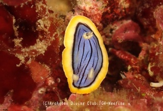 kongasuri231009-y.jpg