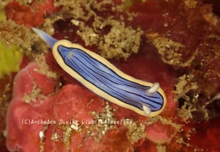 kongasuri231115-y.jpg