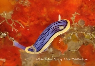 kongasuri240115-s.jpg