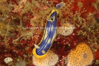 kongasuri240207-y.jpg