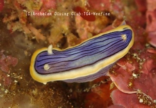 kongasuri240216-s.jpg