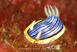 kongasuri240312-s.jpg
