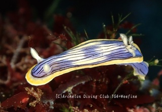 kongasuri240326-s.jpg