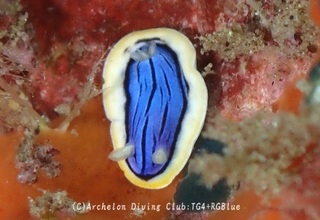 kongasuri241029-y.jpg