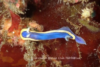 kongasuri241030-y.jpg