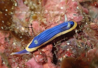 kongasuri241102-tare.jpg