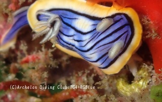 kongasuri250317-s.jpg