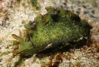 konoha250109-k.jpg