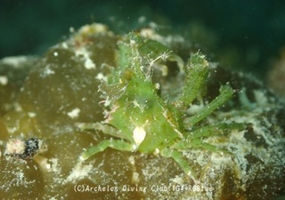 konohagani250414-k.jpg