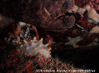 konpeito181207.jpg