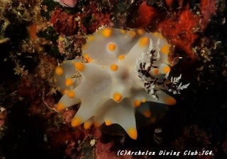 konpeito190526-01.jpg