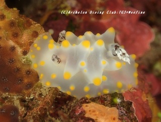 konpeito200131.jpg